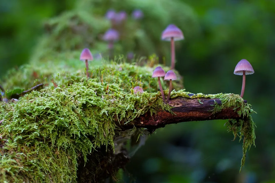 Wie Pilze zur Zersetzung von Biomasse beitragen