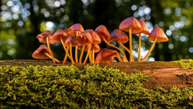Essbare Insekten als Proteinquelle