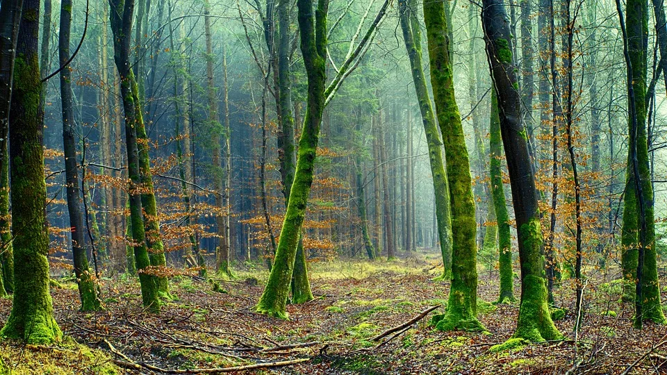 Palmöl: Umwelt- und Gesundheitsaspekte