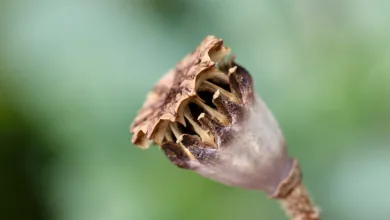 Heilpflanzen und ihre Anwendungen