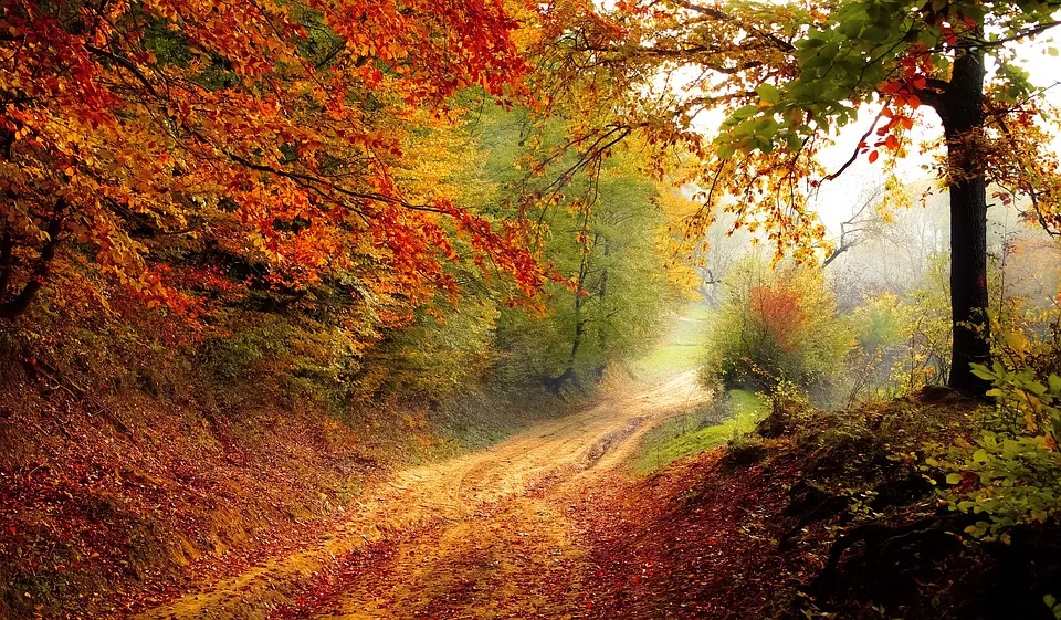 Wälder als Kohlenstoffspeicher
