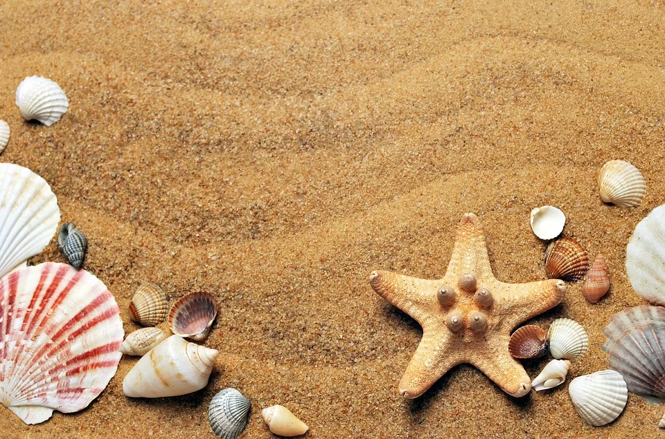 Warum Muscheln für Gewässer wichtig sind