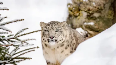 Schneeleoparden: Spitzenprädatoren des Hochgebirges