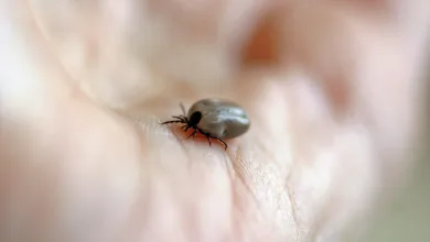 Zoonosen: Krankheitsübertragung zwischen Tieren und Menschen