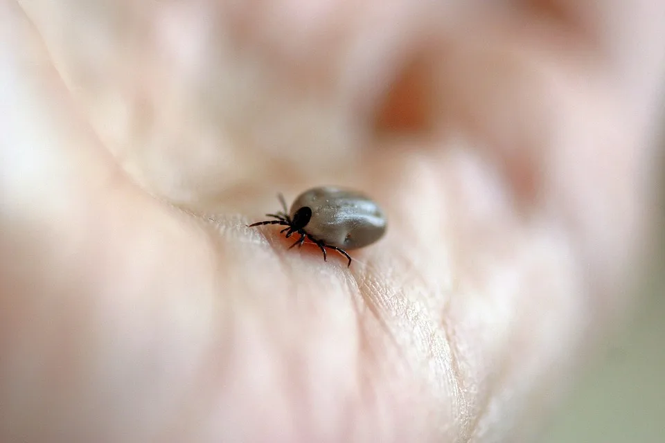 Zoonosen: Krankheitsübertragung zwischen Tieren und Menschen