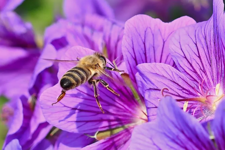Wildbienen und ihr Beitrag zur Bestäubung