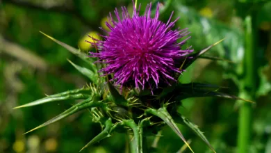 Mariendistel