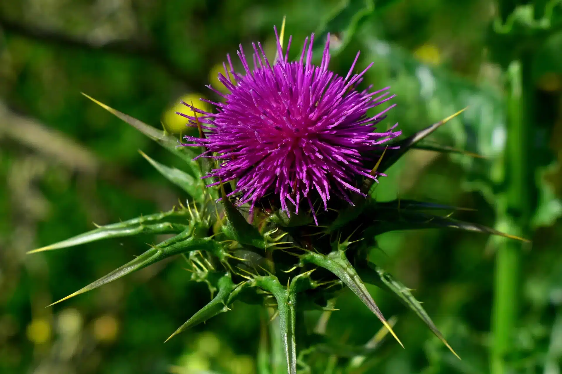 Die heilenden Eigenschaften von Mariendistel für Leber und Galle