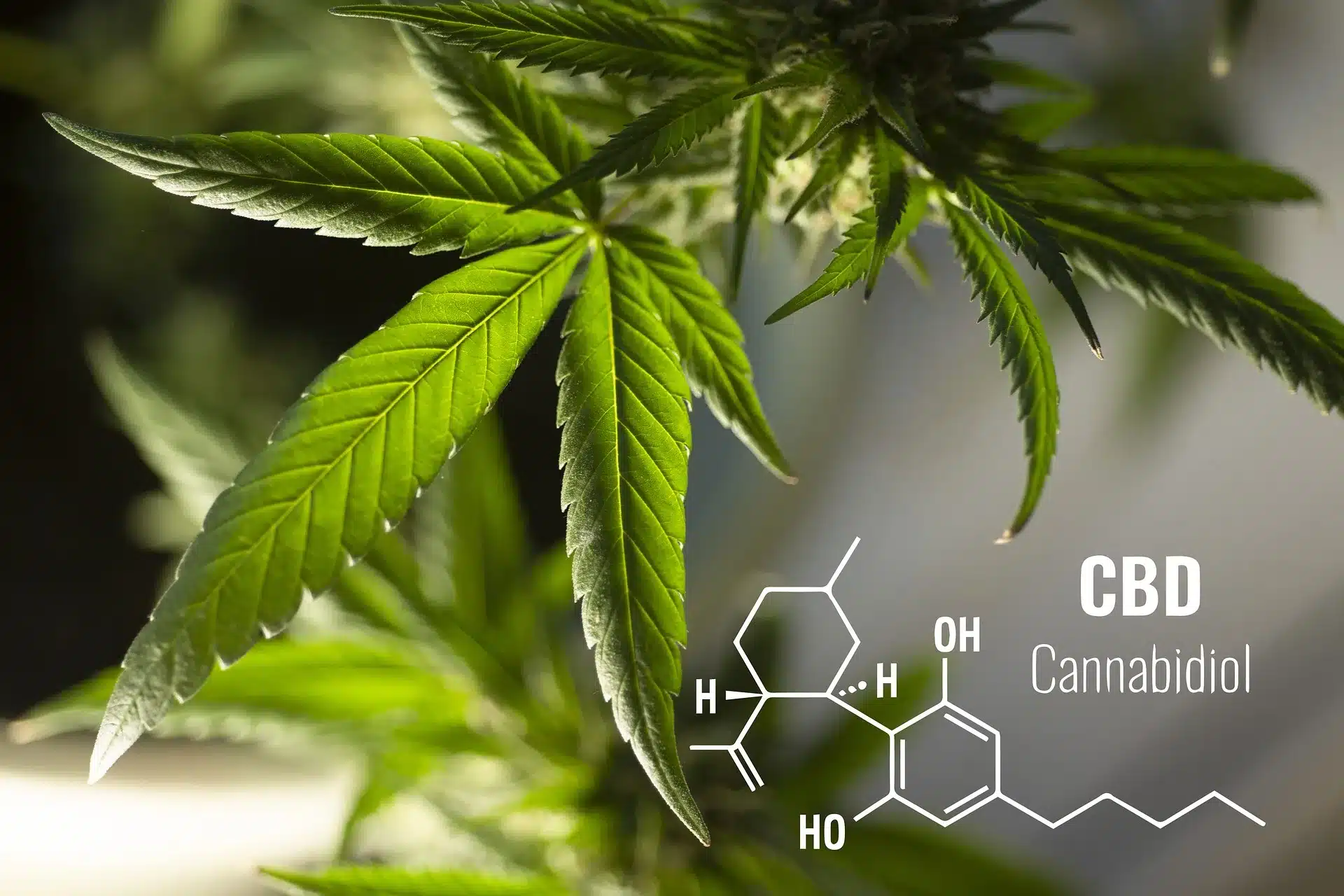 Integration von CBD in ganzheitliche Gesundheitspraktiken