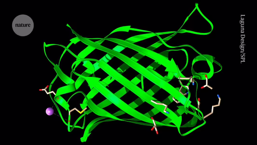 Ehemalige Meta-Wissenschaftler präsentieren riesiges KI-Proteindesign-Modell