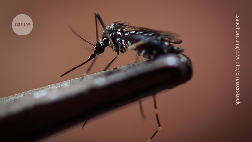 Was treibt Moskitos' Blutgier an? Ihre Hormone