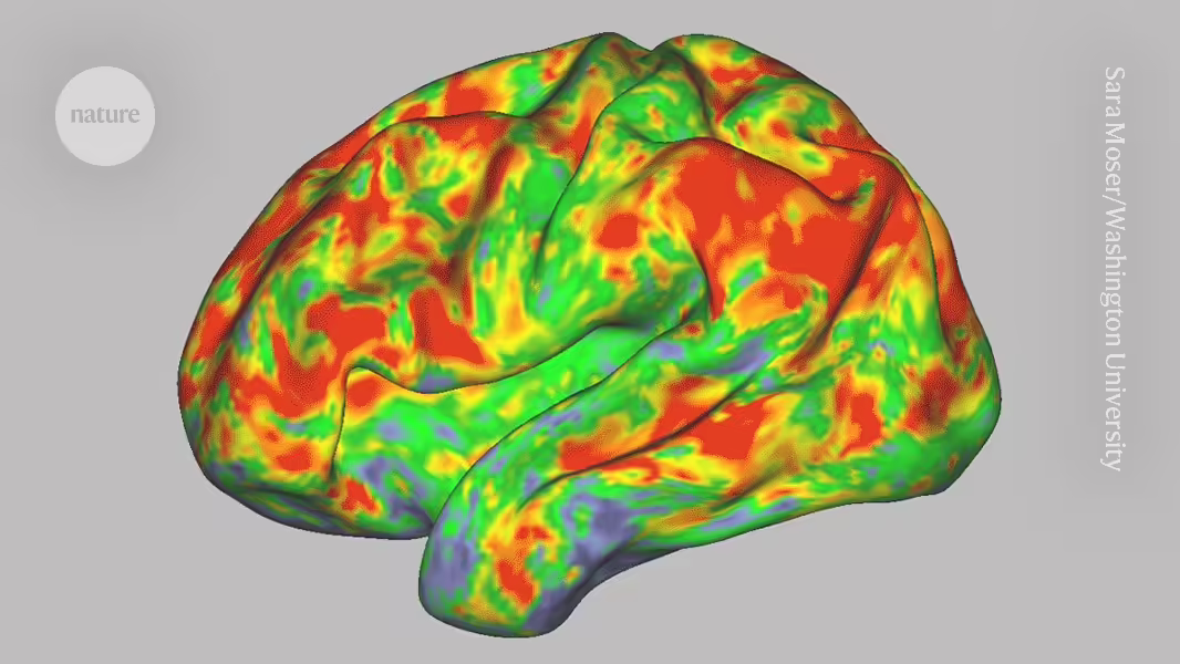 Wie Psilocybin die neuronalen Netzwerke zurücksetzt.