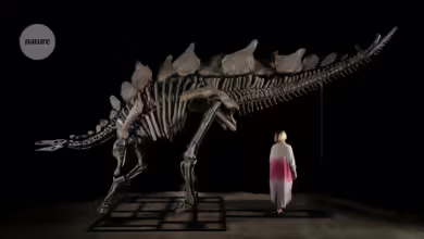 The world’s most expensive dinosaur and more — July’s best science images