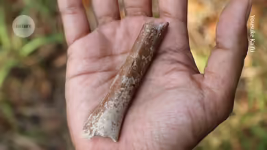 Tiny arm bone belonged to smallest ancient human ever found