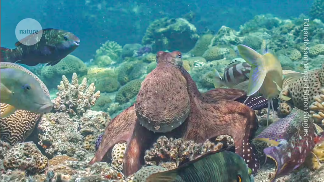 Tintenfische und Fische jagen gemeinsam: Teamarbeit unter Wasser beobachten
