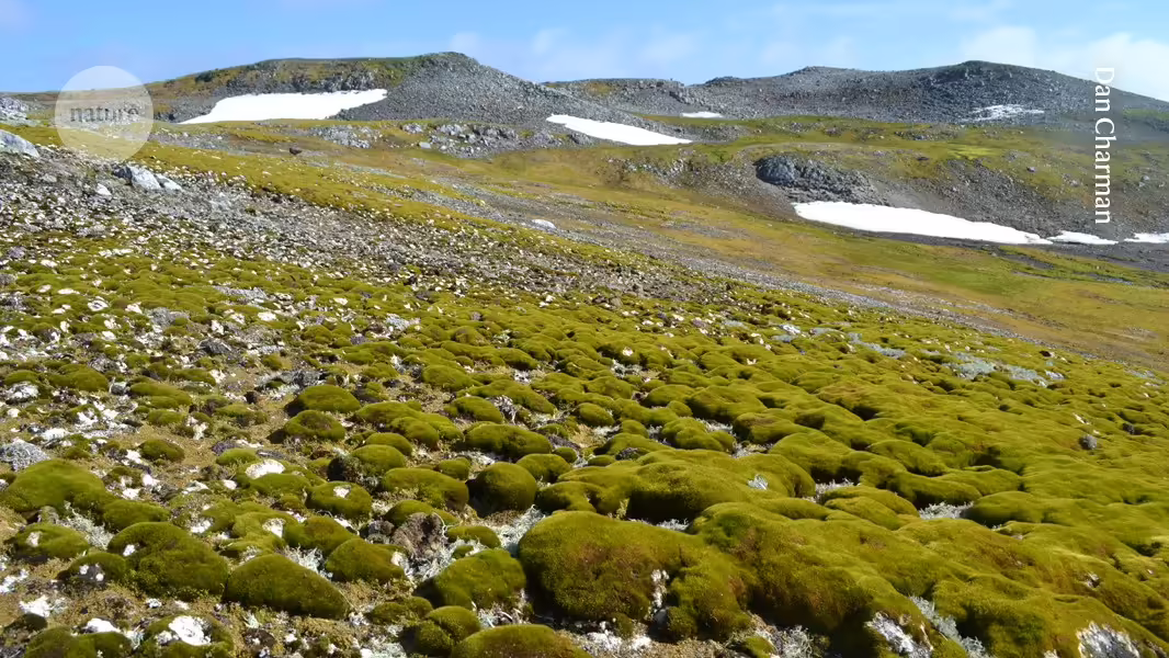 Glauben Sie es oder nicht: Diese üppige Landschaft ist die Antarktis