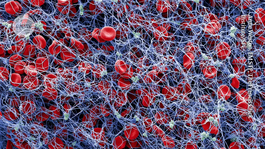 Neural Tourniquet: Blutungen durch Nervenstimulation effektiv stoppen