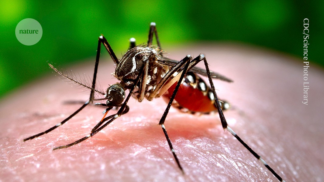 Malaria-Impfstoff: Verabreicht durch einen Mückenstich