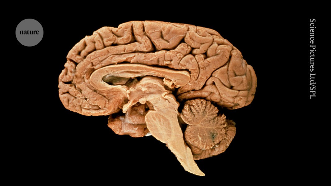 So wurden menschliche Gehirne größer: Unsere Zellen meisterten den Stress der Größe