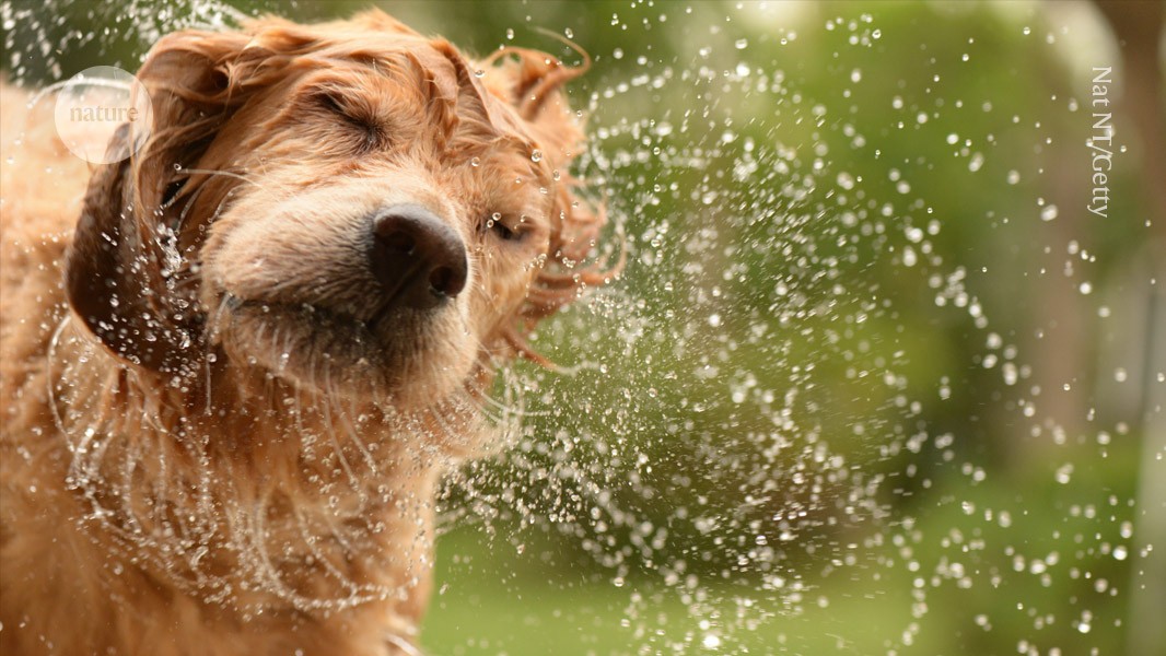 Warum schütteln sich nasse Hunde trocken? Die neurologischen Gründe erklärt