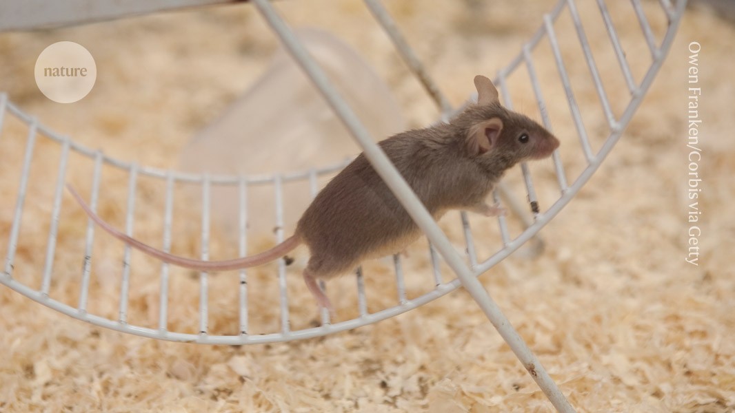 Wie Stress das Gedächtnis beeinträchtigt und Angstzustände verursacht