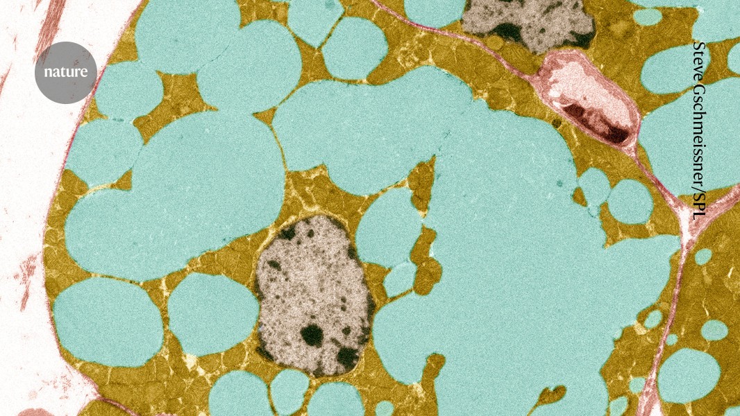 Warum weniger essen das Altern verlangsamt: Diese Molekül ist entscheidend