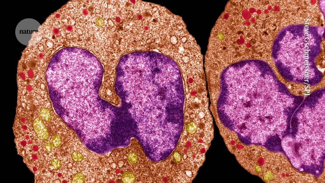Immunkörper ‘verarzten’ Wunden mit bakteriellen Fangstoffen