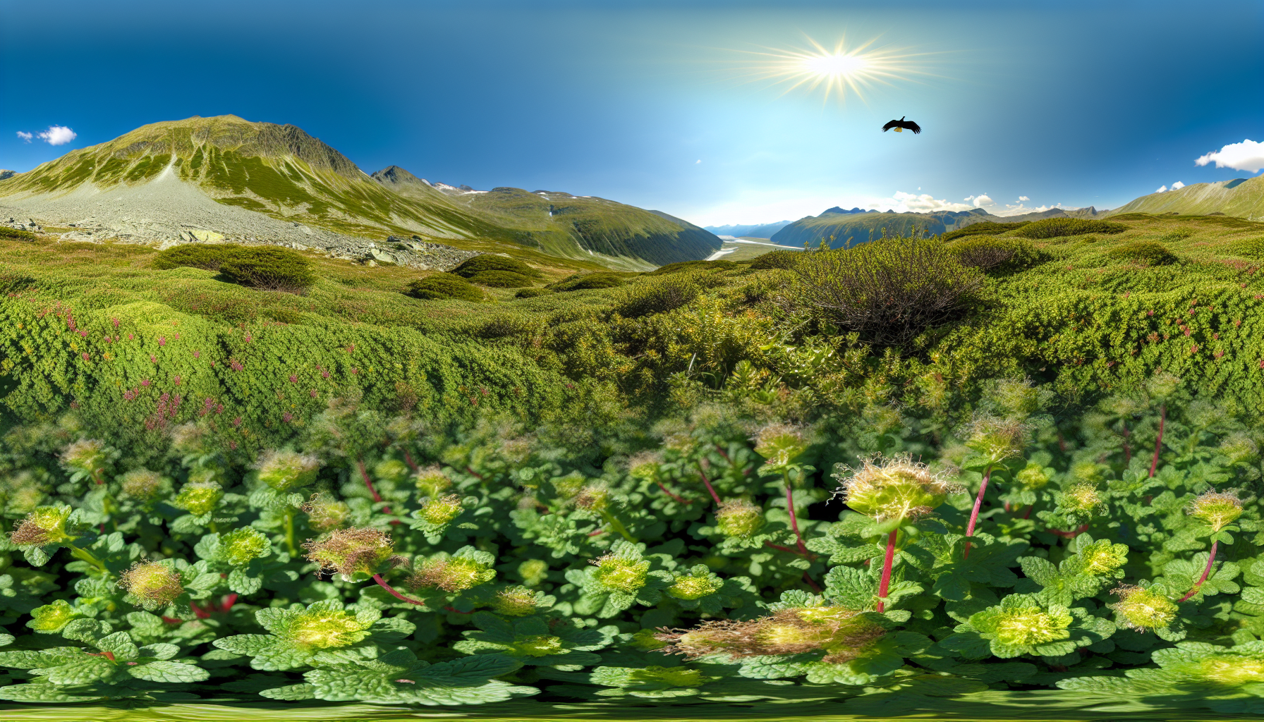 Die vergessenen Kräuter der Alpen