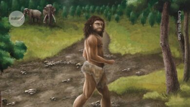 Mysterious human fossil found in Taiwan was a Denisovan