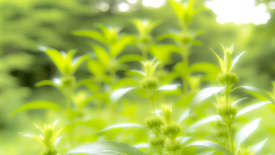 Heilpflanzen bei Allergien – sanfte Hilfe aus der Natur