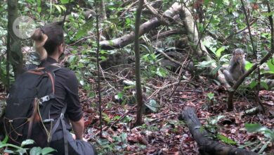 An animal source of mpox emerges — and it’s a squirrel