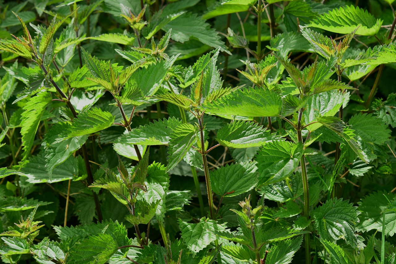 Bild für Wissenschaftliche Grundlagen der Naturheilkunde