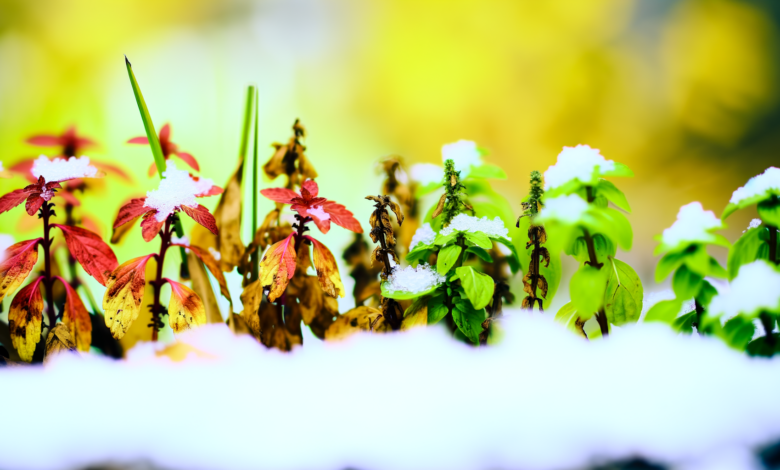 Kräuter im Jahreszeitenwechsel – Anpassung an Herbst und Winter