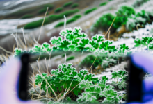 Wildkräuter im Winter nutzen