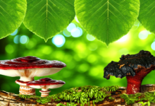 Heilsame Pilze – Von Reishi bis Chaga