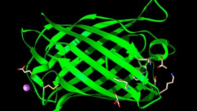 I told AI to make me a protein. Here’s what it came up with